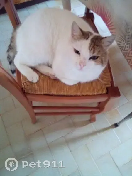 Chat perdu aux Damps : Kiki, mâle peureux - photo