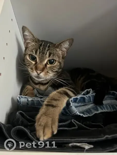 Chatte perdue marbrée, câline à Vitry - photo