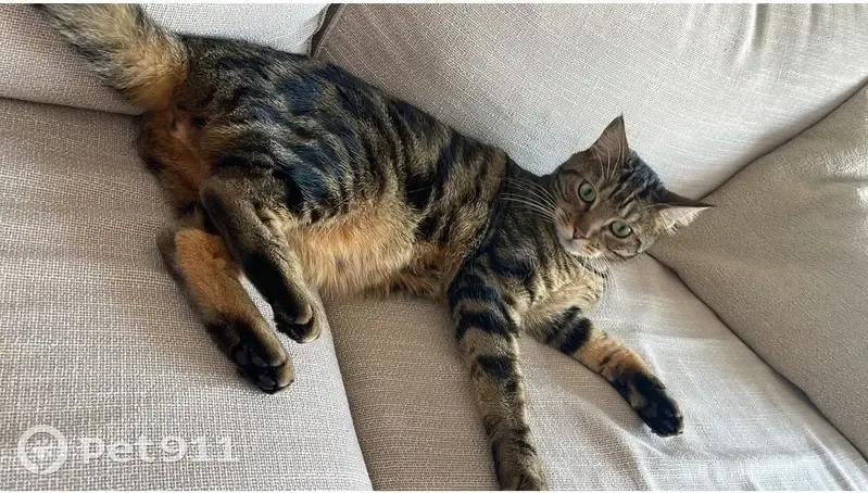 Chat tigré perdu à Ermont - photo