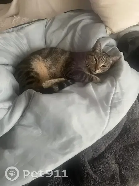 Chatte tigrée perdue à Avizols - photo