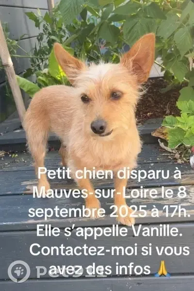 Chien beige perdu à Mauves-sur-Loire - photo