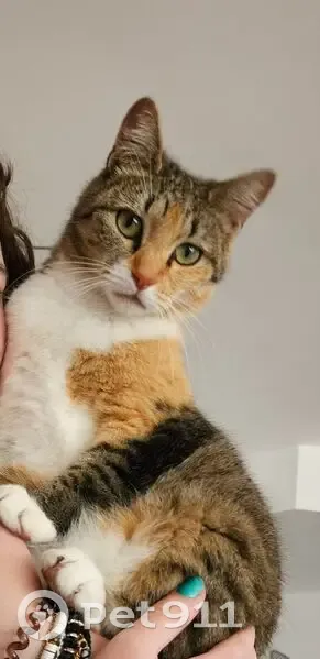Chatte perdue, peureuse et boulimique - photo