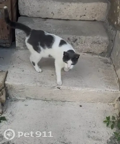 Chat perdu, pucé, castré à Pontpoint - photo