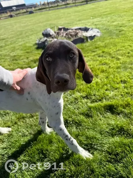 Found Dog on Lindstrom Rd, Oregon - photo