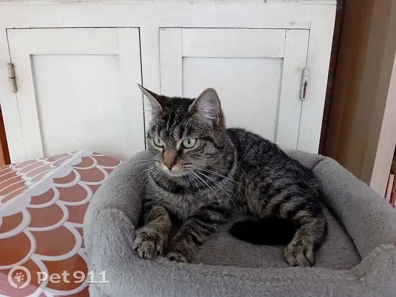 Chatte tigrée perdue à Fournes-en-Weppes - photo