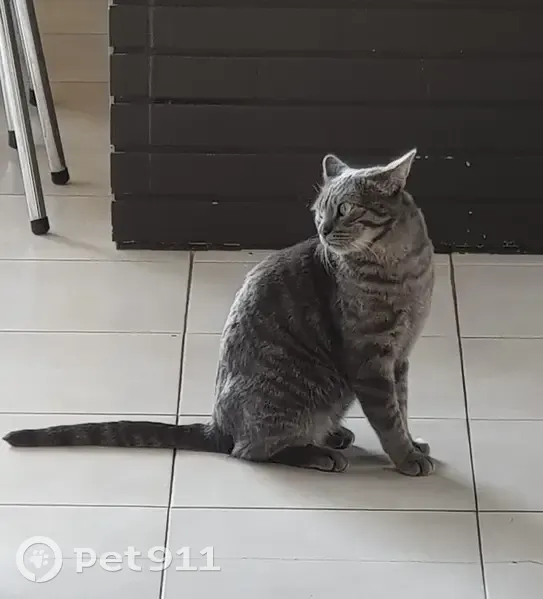 Chat tigré gris trouvé à Savenay - photo