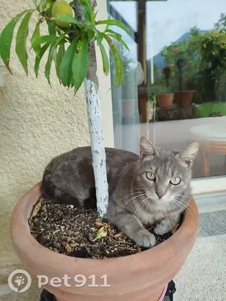Petite chatte grise perdue à Jarrie - photo