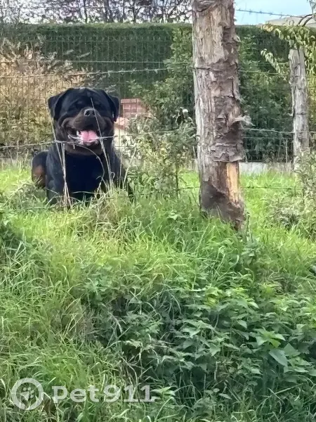 Rottweiler mâle trouvé, collier noir, St-Sulpice - photo