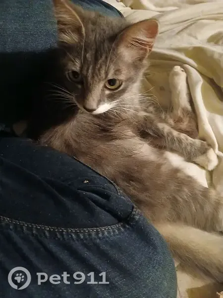 Chat gris et blanc trouvé à Tourcoing - photo