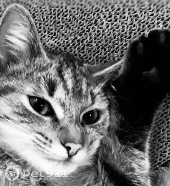 Chat sauvage fauve/gris perdu à Argenteuil - photo