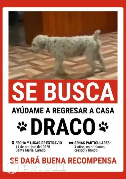 Perro Perdido en Laredo: Blanco y Crespo - photo