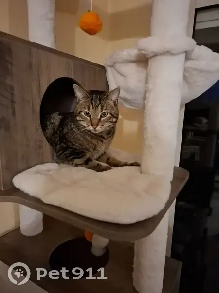 Chat tigré perdu à Wingles - photo