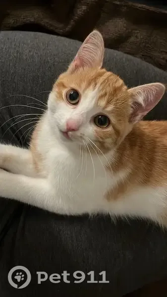 Chaton perdu, Aÿna, 3 mois, Rue Deslandes - photo