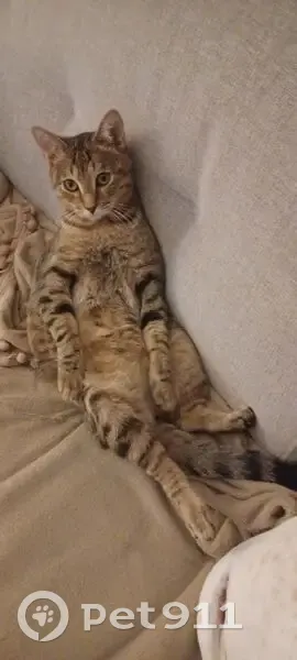 Chat perdu, marron tigré, Pollestres - photo