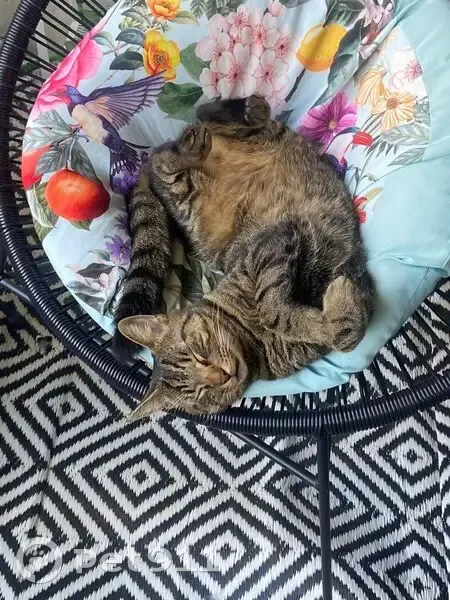Simba, chat perdu à Fontenay-le-Fleury - photo