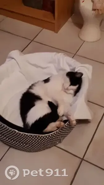 Chat perdu: Gribouille, noir et blanc, Villeneuve - photo