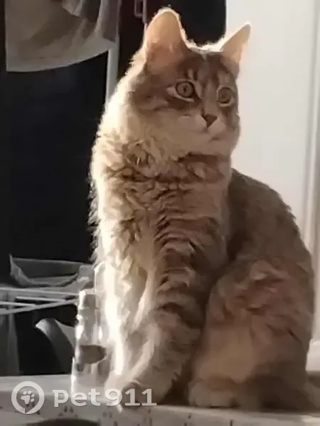 Chat perdu à Lyon, Auvergne-Rhône-Alpes - photo