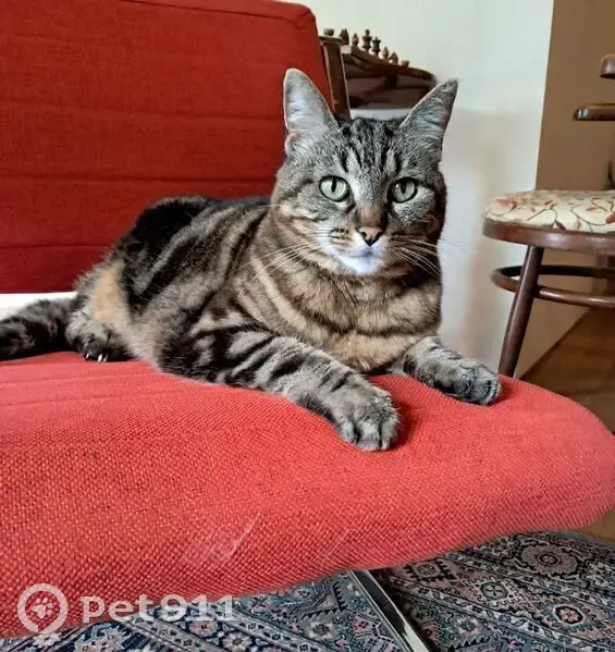 Chatte perdue à Buléon, 14 ans, pucée - photo