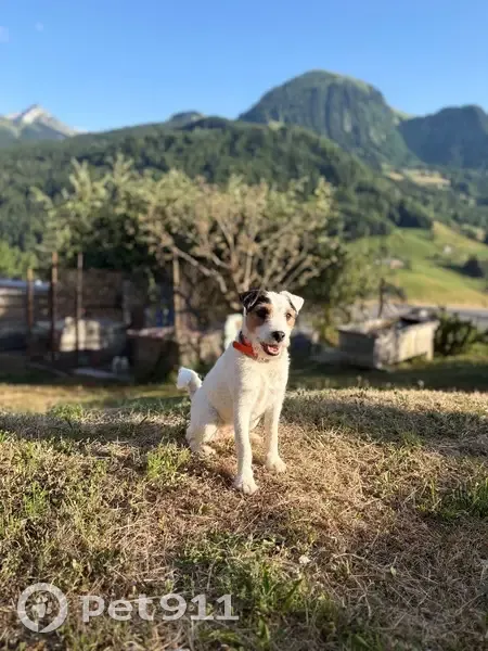 Chien perdu à Manigod, pucé. - photo