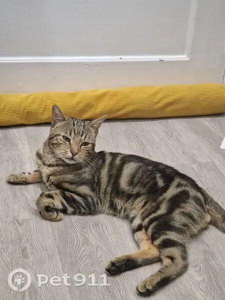 Chat perdu : Maza, 2 ans, rue Gagarine - photo