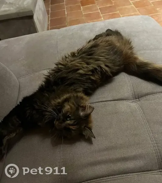 Chatte perdue écailles Briosne-lès-Sables - photo