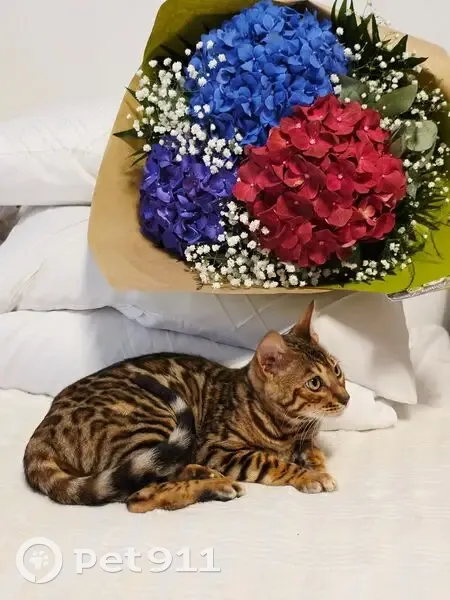 Chatte Bengal perdue à Vigneux-sur-Seine - photo
