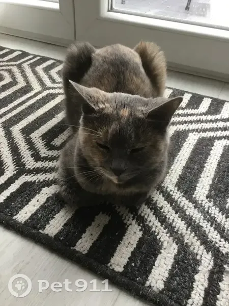 Chatte écaille de tortue trouvée à Bezons - photo