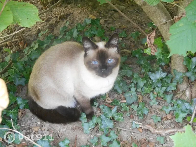 Chat perdu : Pépito, 4 ans, seal point - photo