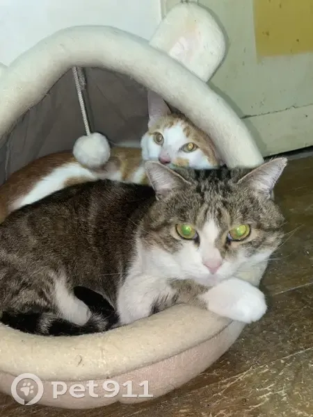 Chats perdus à Rueil-Malmaison - photo
