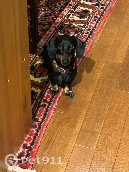 Chien perdu : petit noir et feu, gilet orange - photo