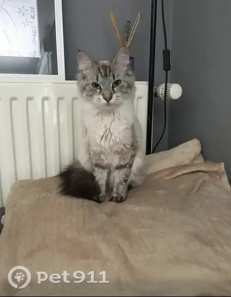Chatte perdue, couleur crème, Thionville - photo