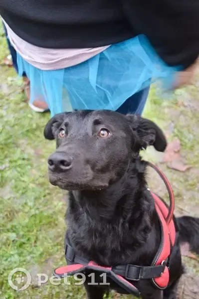 Chien perdu craintif Le Breuil - photo