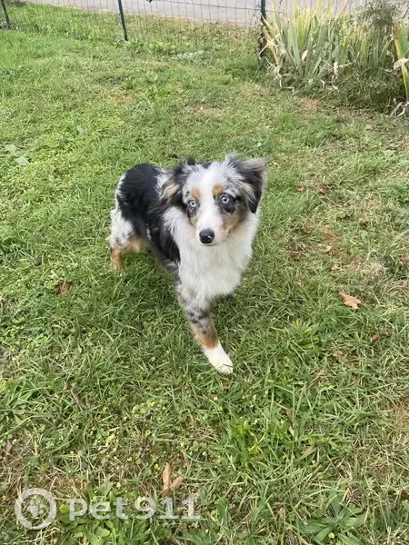 Chien perdu, poils mi-longs, Aigondigné - photo