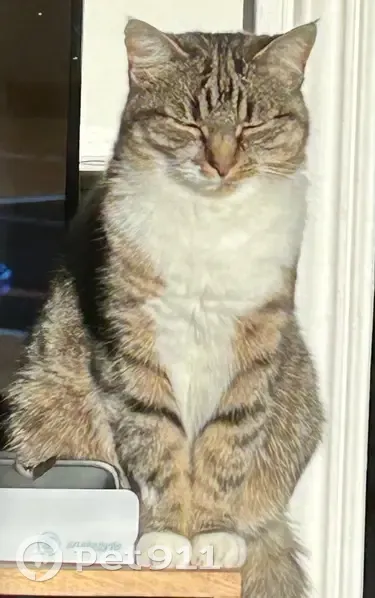 Chatte perdue à Brindas, pucée et blanche - photo