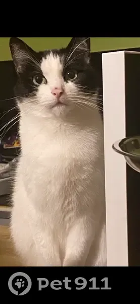 Chat perdu à Vincey, aide urgente svp - photo