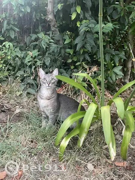 Chat mâle gris souris perdu à Cenon - photo