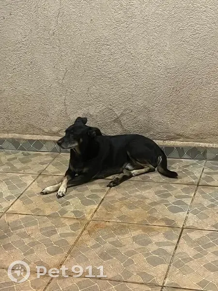 Cachorro perdido Macho (brl001693) - photo