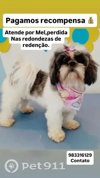 Cachorro perdido Fêmea (brl001694) - photo