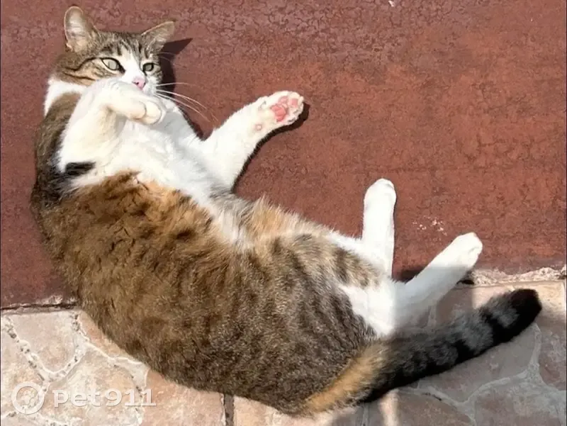 Chatte Radja perdue à Colomiers - photo