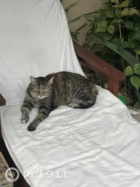 Chatte grise tigrée perdue à Antibes - photo