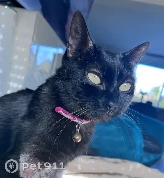 Chatte noire perdue à Lille, collier rose - photo