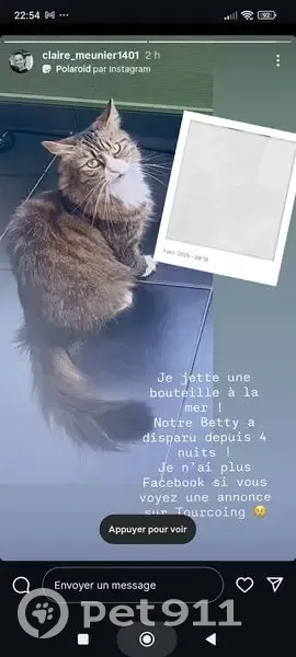 Chatte perdue, grise et blanche, Tourcoing - photo