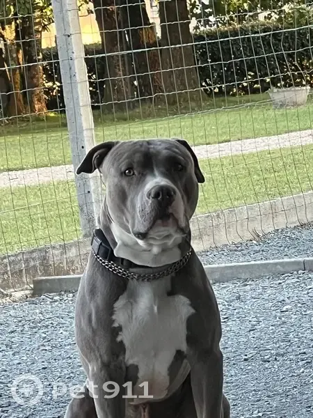 Chien gris perdu, craintif, Chemin du Cabanon - photo
