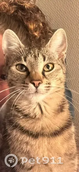 Chatte tigrée beige/grise perdue à Amiens - photo
