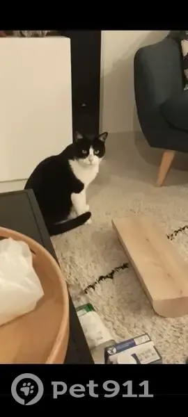 Chat perdu: Noir/Blanc, Eyguières, PACA - photo