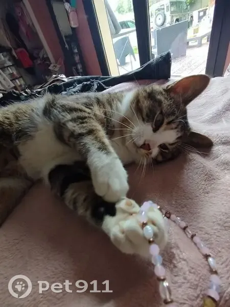 Chat tigré perdu à Martignas-sur-Jalle - photo