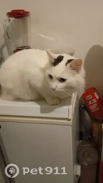Chat perdu : Sony, blanc et noir, Évry - photo