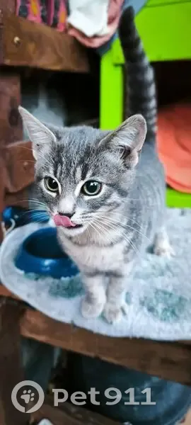 Fratrie de chatons tigrés trouvée en Normandie - photo