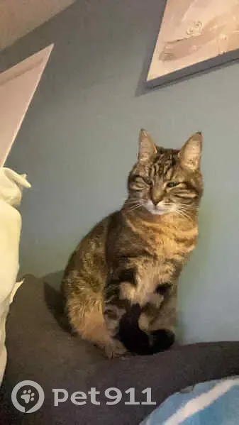 Max, chat perdu à Mazingarbe, aide SVP - photo