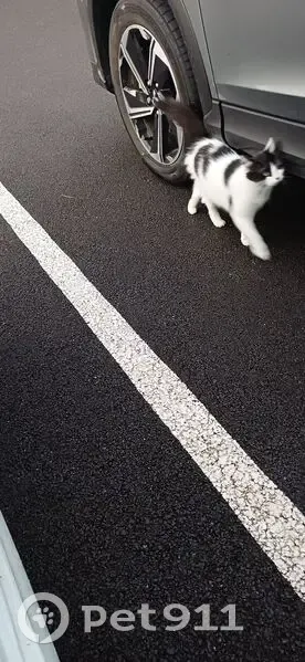 Chatte noire et blanche trouvée à Fismes - photo